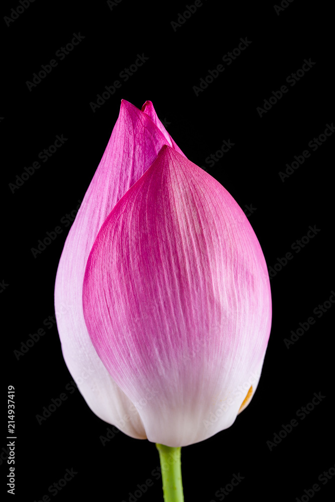Lotus flower isolated on Black background. Lotus flower isolated on Black background.