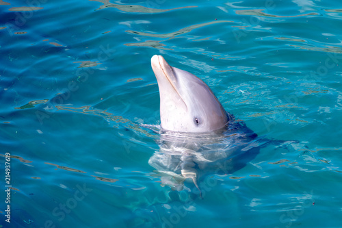Delfín en el agua