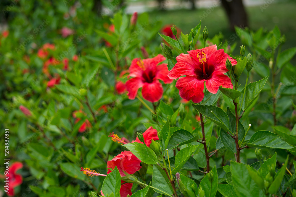 Red hibiscus flower on a green blurred background Red hibiscus flower on a green blurred background