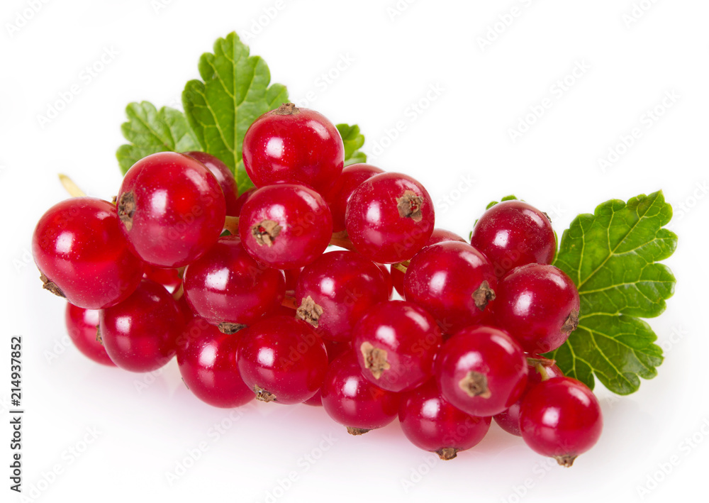 Red currant on white background Red currant on white background