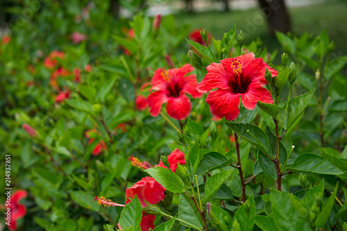 Red hibiscus flower on a green blurred background