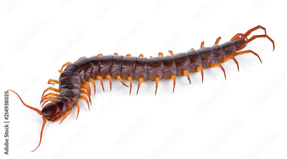 centipede isolated on white background centipede isolated on white background