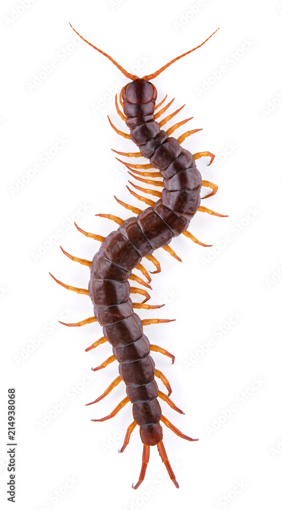 centipede isolated on white background centipede isolated on white background
