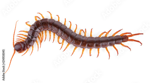 Fotografie, Tablou centipede isolated on white background