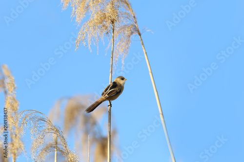 On the trunk reed sits a young mustachioed titmouse photo