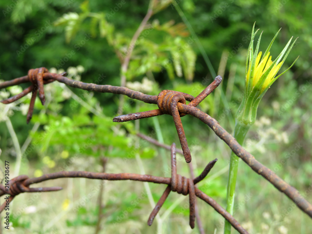Rusty barbed wire on a background of green grass and wild flowers. Concept for migration, old prison or freedom Rusty barbed wire on a background of green grass and wild flowers. Concept for migration, old prison or freedom