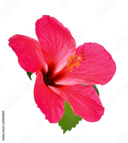 red hibiscus flower with green leaves isolated on white background