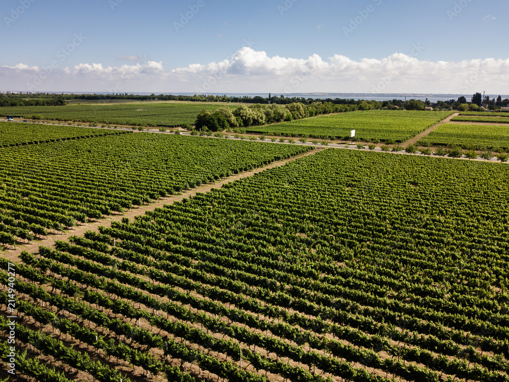 Aerial top view from drone to vineyard