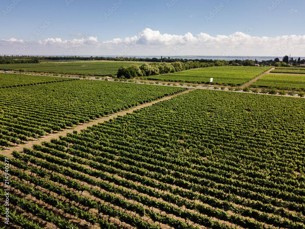 Aerial top view from drone to vineyard Aerial top view from drone to vineyard