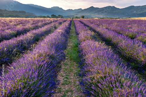 French landscape - Drome. Sunrise over the fields of lavender in the Provence (France).