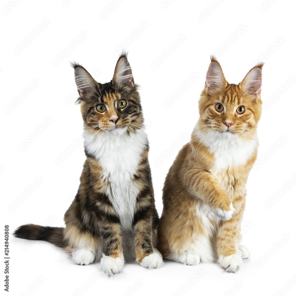 playing Maine Coon cat kittens up, one with one paw in air, both looking straight in camera on white background Photo | Adobe Stock
