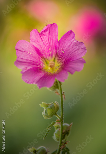 fleur seule hibiscus rose sur fonds vert en   t   dans un jardin