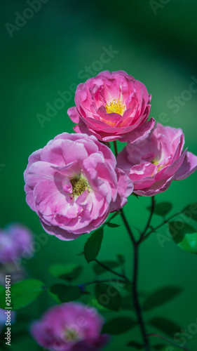 fleur rose en   t   dans un jardin en plan rapproch   sur fonds vert