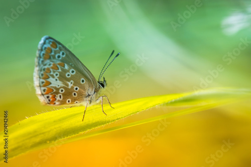 insecte papillon azuré commun en été en plan rapproché dans une prairie  sur fonds jaune et vert en plein jour © david léotard