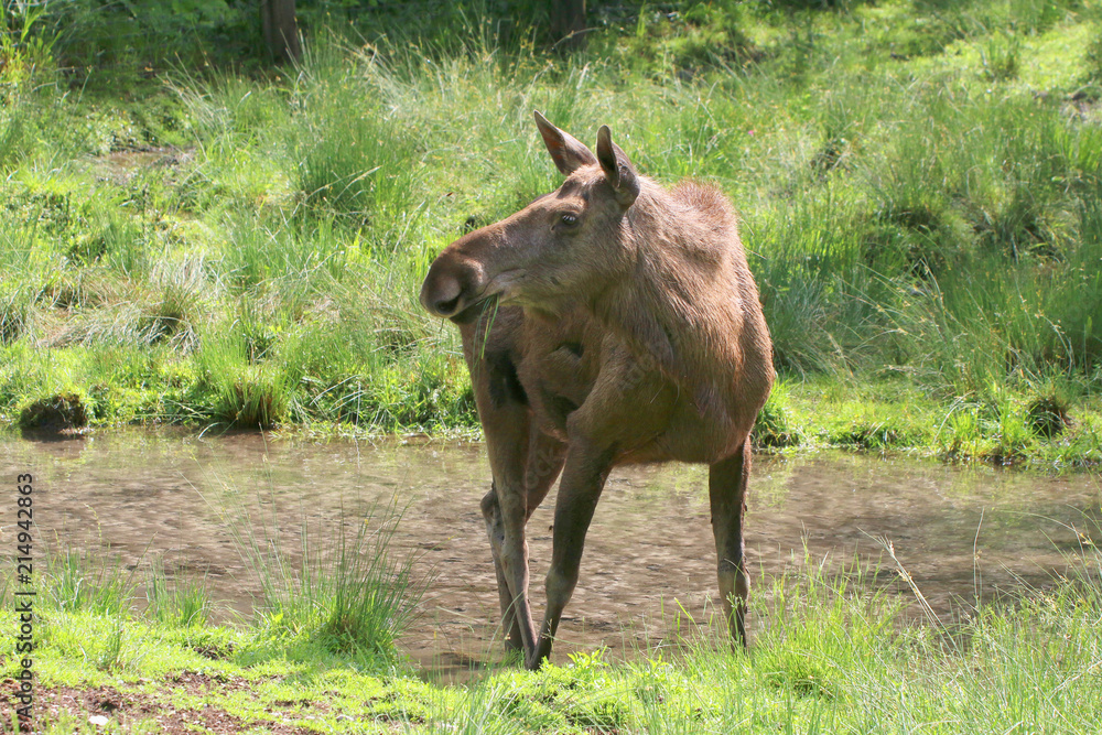 Fototapeta premium Elch (Alces alces) am Wasser
