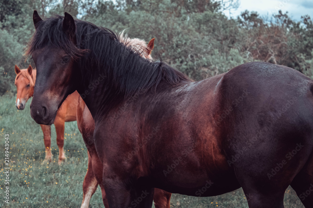 Fototapeta premium horse