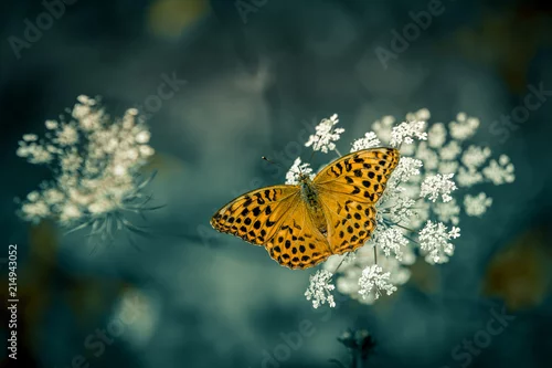 Obraz insecte seul papillon cardinal en été en plain jour en plan rapproché sur fonds vert