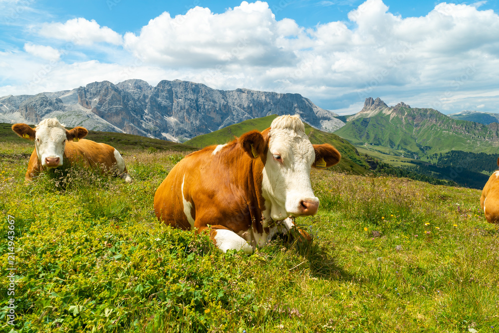Cows on green meadow in alpine valley in Santa Maddalena village, Val di Funes, Dolomiti Mountains, Italy