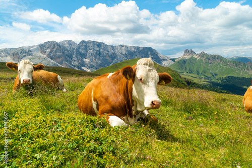 Cows on green meadow in alpine valley in Santa Maddalena village  Val di Funes  Dolomiti Mountains  Italy