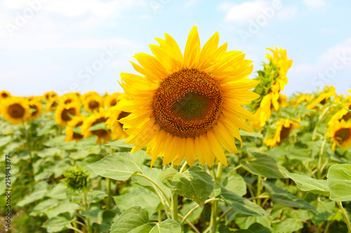 Flower of the sunflower grows in field