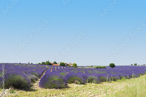 Field of lavender. Houses on the horizon. Large space of clear s photo