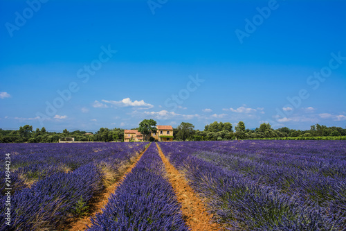 Field of lavender. Houses on the horizon. Blue sky with clouds