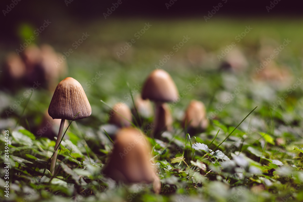 mushrooms growing in garden mushrooms growing in garden