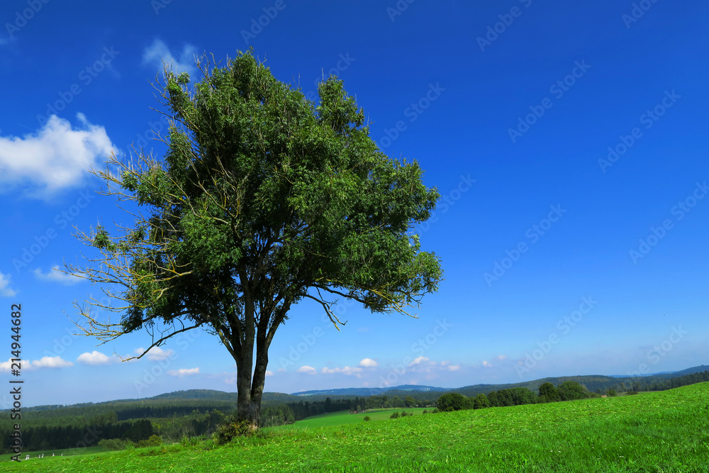 Gemeine Esche, Fraxinus excelsior; Gemeine Esche, Fraxinus excelsior;