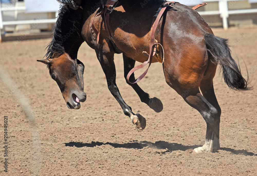 Obraz premium Bucking bronco at rodeo
