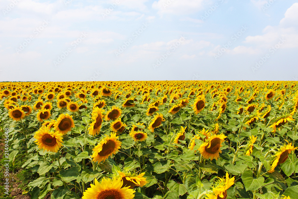Naklejka premium Flower of the sunflower grows in field