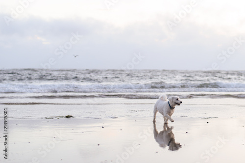 White Dog Walking on Beach