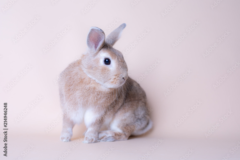 Beautiful baby bunny rabbit looking playfully. Pink solid background, large copy space Beautiful baby bunny rabbit looking playfully. Pink solid background, large copy space