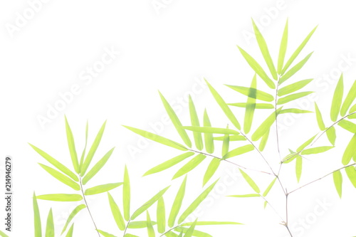 Bamboo leaves, Isolated on a white background,