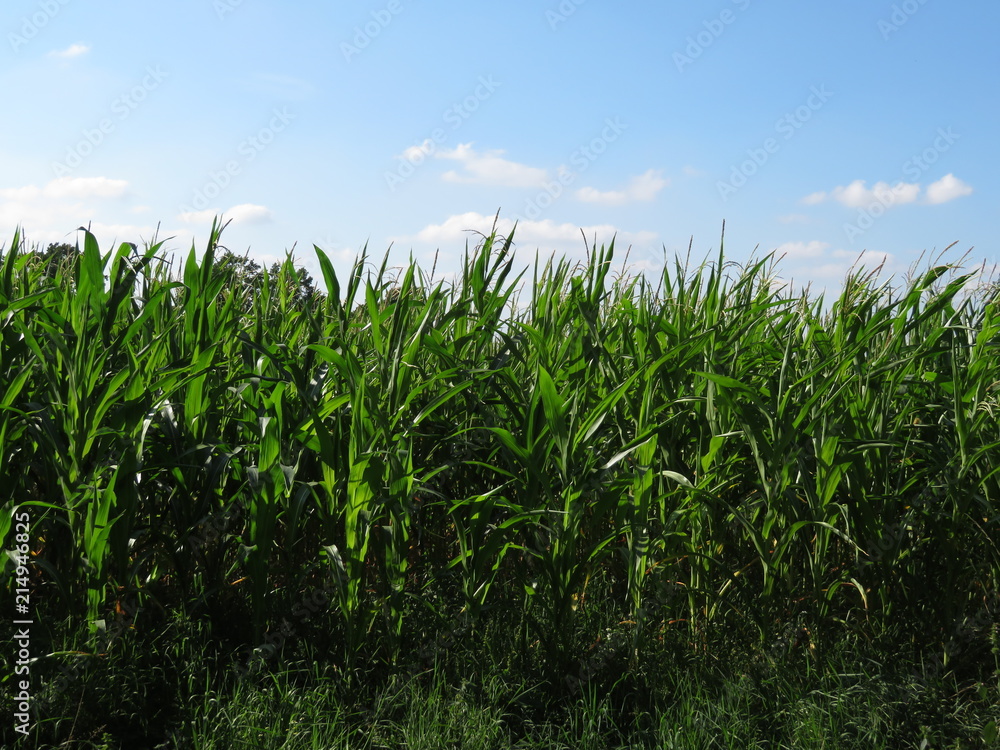 Maisfeld Maisfeld