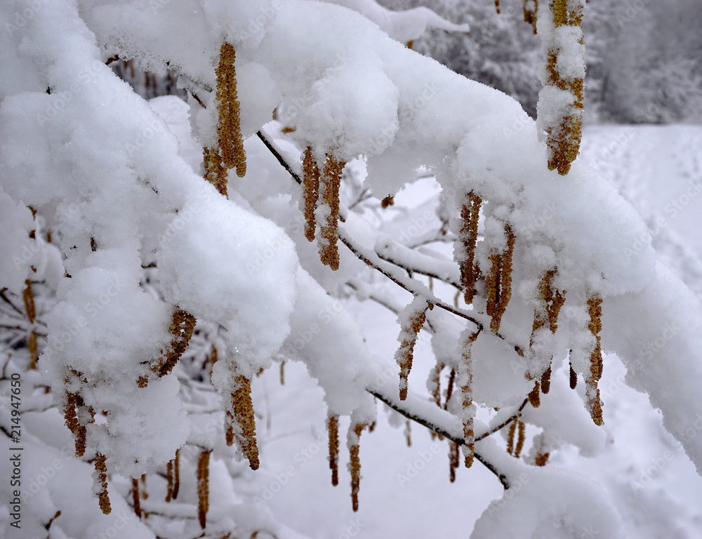 Haselstrauch; Haselkaetzchen; Corylus avellana; hasel bush; Haselstrauch; Haselkaetzchen; Corylus avellana; hasel bush;