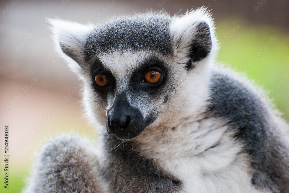 Obraz premium Portrait of lemur