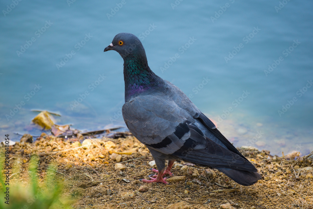 Rock Pigeons are tubby birds with small heads and short legs. Their wing are broad but pointed wing and the tail is wide and rounded. Rock Pigeons are tubby birds with small heads and short legs. Their wing are broad but pointed wing and the tail is wide and rounded.