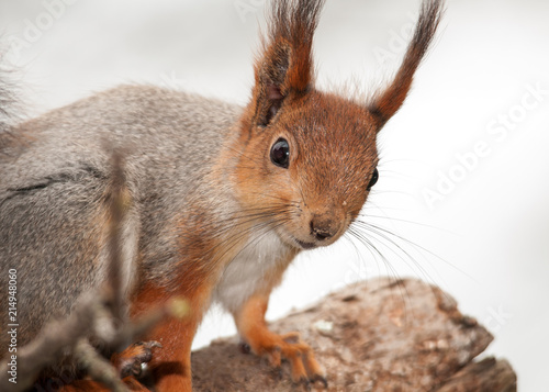 Squirrel © Лев Раппопорт