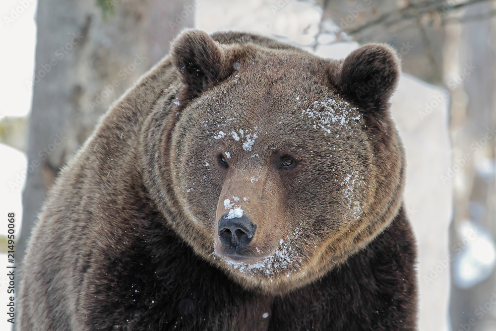 Portrait of Brown Bear (Ursus arctos) in winter