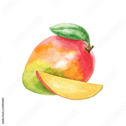 Hand drawn watercolor mango composition isolated on white background. Fruit delicious illustration.