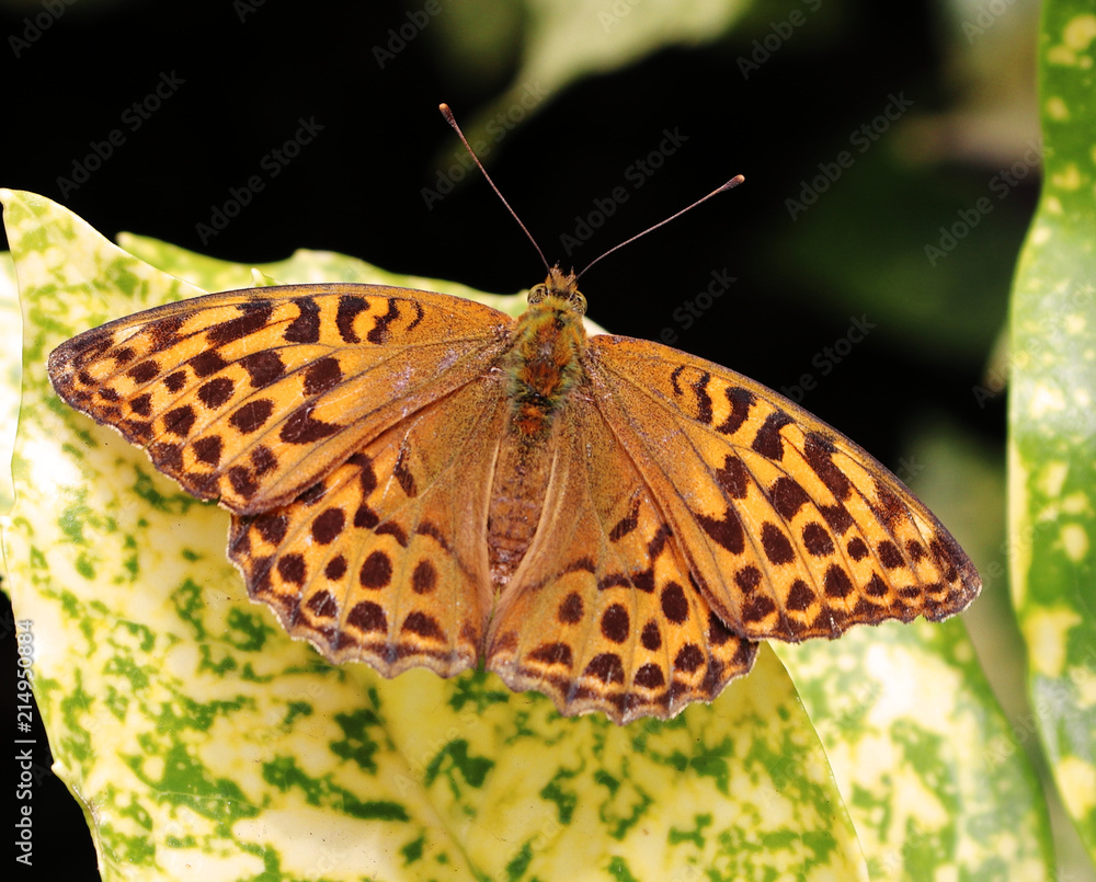 Obraz premium Frittalery Butterfly sitting on a leaf
