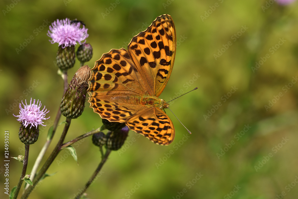 Kaisermantel, Argynnis paphia, silver-washed fritillary Kaisermantel, Argynnis paphia, silver-washed fritillary