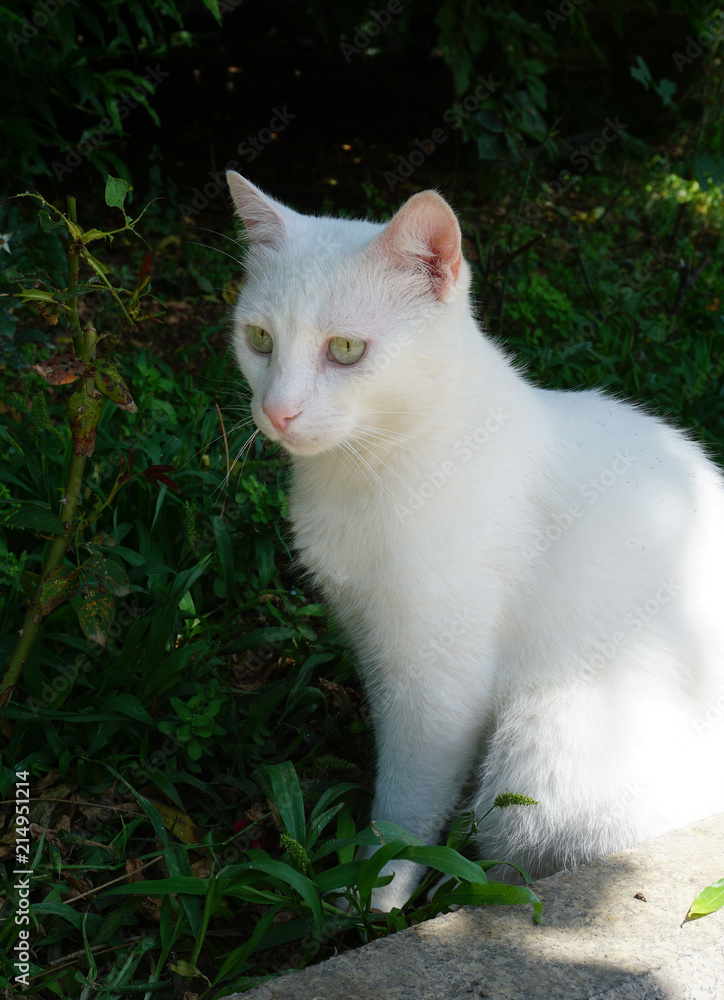 Белая кошка сидящая в саду