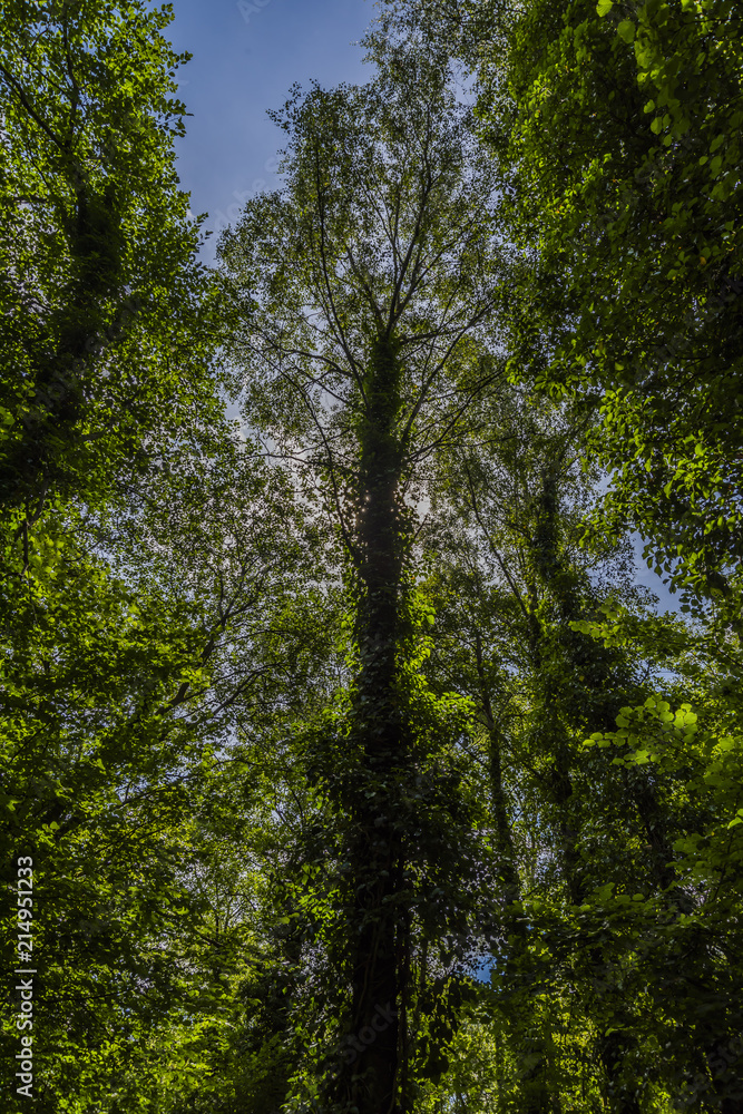 Fototapeta premium Woodland Walk