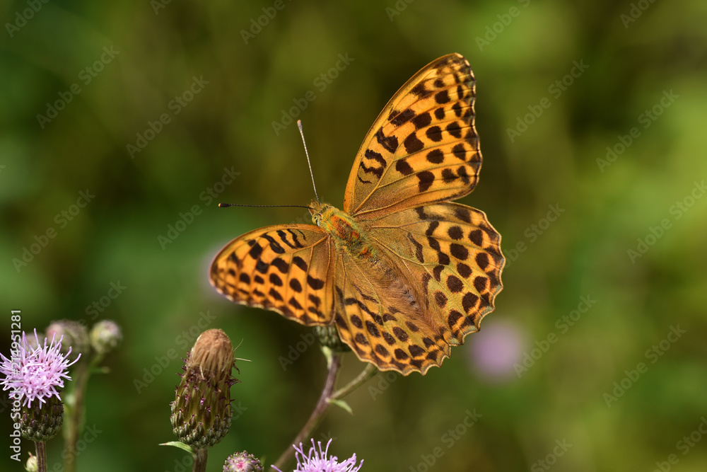 Kaisermantel, Argynnis paphia, silver-washed fritillary Kaisermantel, Argynnis paphia, silver-washed fritillary