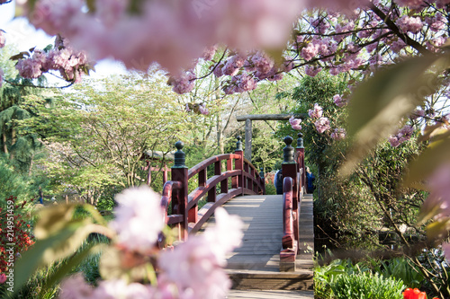 Frühling im Japanischen Garten Leverkusen photo