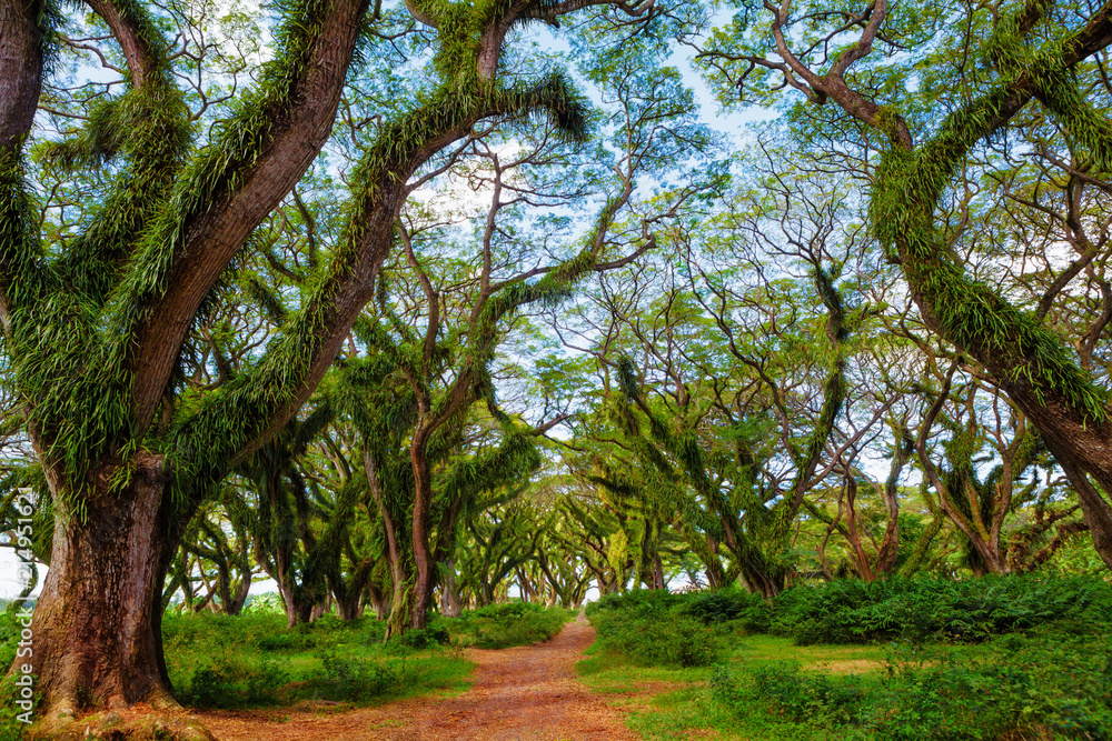 Fototapeta premium Sun shining through green canopy in ancient tropical forest. Woodland walk past giant trees with huge trunks and branches at Jawatan Benculuk Banyuwangi. Travel destination in Jawa island, Indonesia.