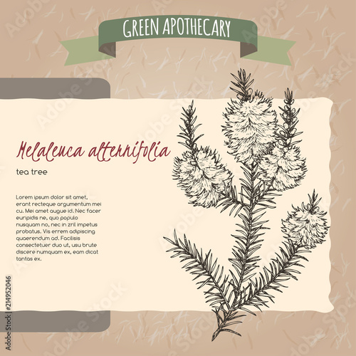 Melaleuca alternifolia aka tea tree sketch