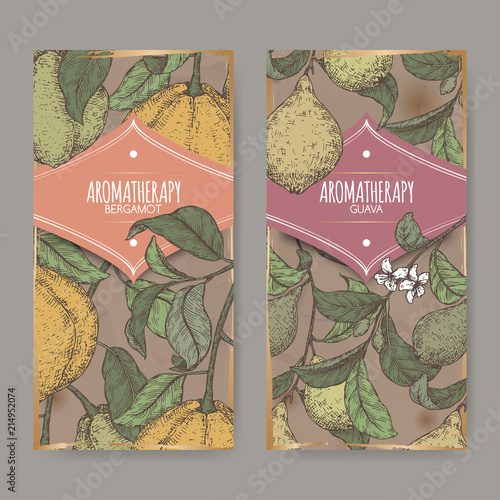 Two labels with Citrus bergamia aka bergamot and Psidium guajava aka guava branch color sketch on vintage background.