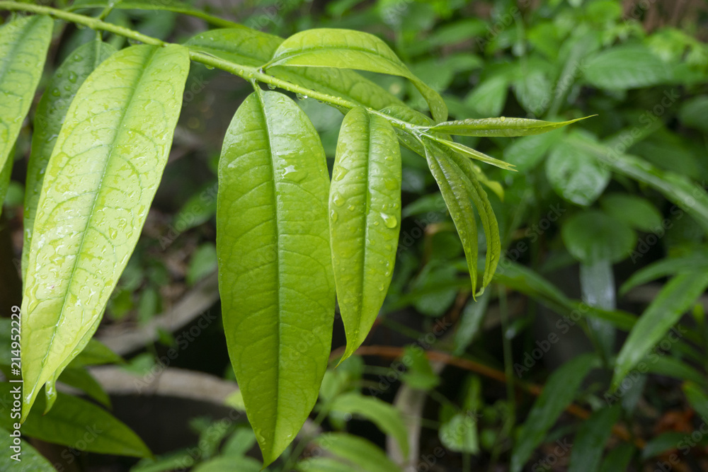 close-up of green leave after torrential rain in the garden with droplet